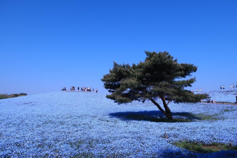 茨城県ひたちなか市の探偵浮気調査はラブ探偵事務所