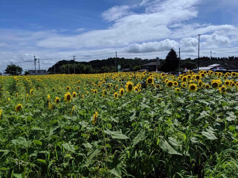 茨城県常陸大宮市の探偵浮気調査はラブ探偵事務所